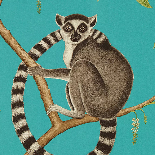 . Sanderson Ringtailed Lemur Wallpaper